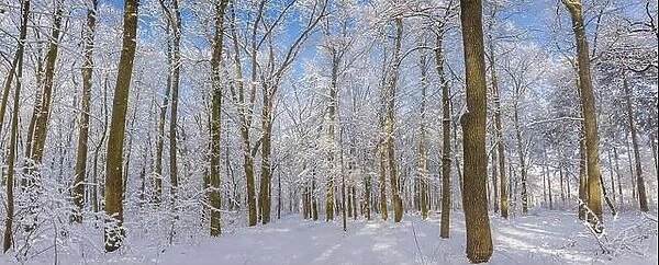 Oak trees covered with snow on frosty morning landscape. Amazing winter nature panorama. Bright colorful sunrise over wintry park, fantastic scenic