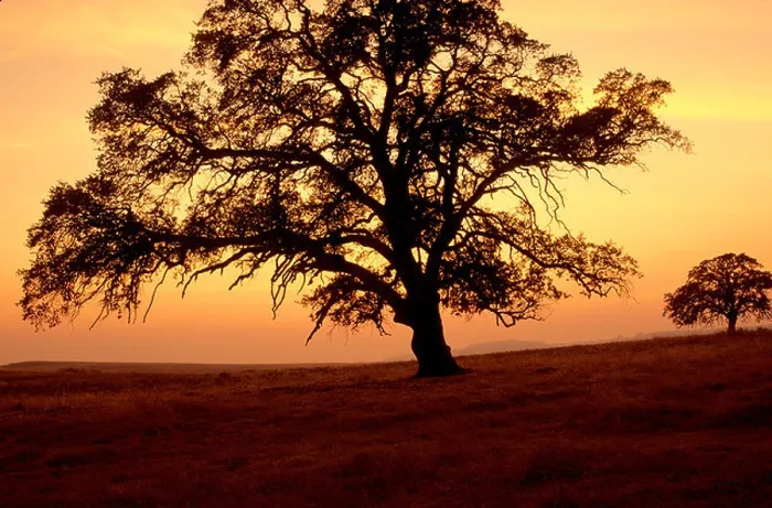 Framed Print : Oak trees silhouetted against sunset sky Framed Print : Oak trees silhouetted against sunset sky