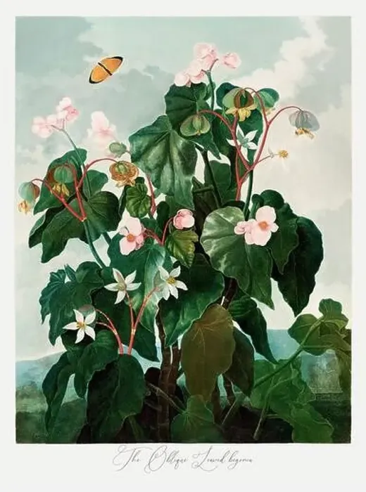 Framed Print : The Oblique Leaved begonia. Antique Victorian Flower painting Framed Print : The Oblique Leaved begonia. Antique Victorian Flower painting
