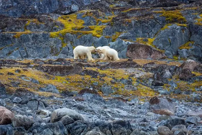 Framed Print : observe Polar Bears in the Magdalensfjorden on Svalbard Framed Print : observe Polar Bears in the Magdalensfjorden on Svalbard