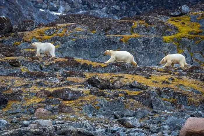 Framed Print : observe Polar Bears in the Magdalensfjorden on Svalbard