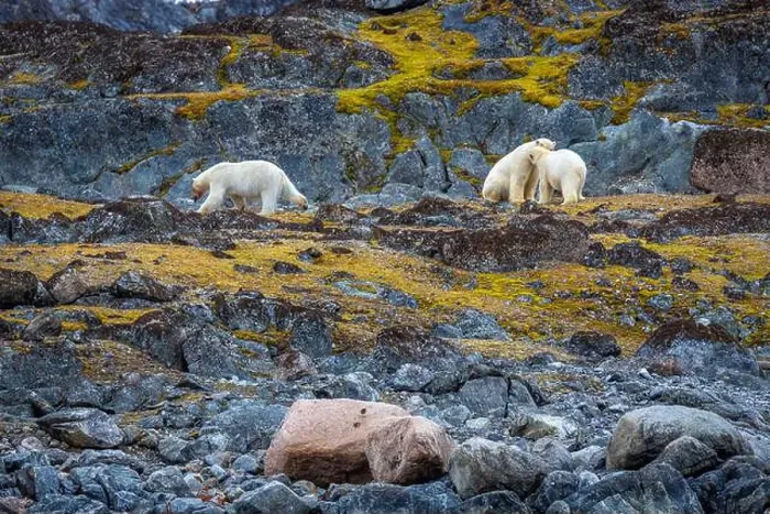 Framed Print : observe Polar Bears in the Magdalensfjorden on Svalbard Framed Print : observe Polar Bears in the Magdalensfjorden on Svalbard
