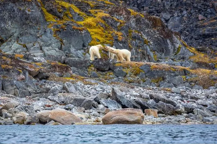 Framed Print : observe Polar Bears in the Magdalensfjorden on Svalbard Framed Print : observe Polar Bears in the Magdalensfjorden on Svalbard