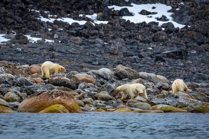 Framed Print : observe Polar Bears in the Magdalensfjorden on Svalbard