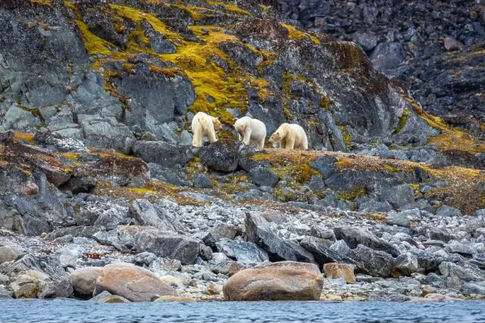 Framed Print : observe Polar Bears in the Magdalensfjorden on Svalbard Framed Print : observe Polar Bears in the Magdalensfjorden on Svalbard