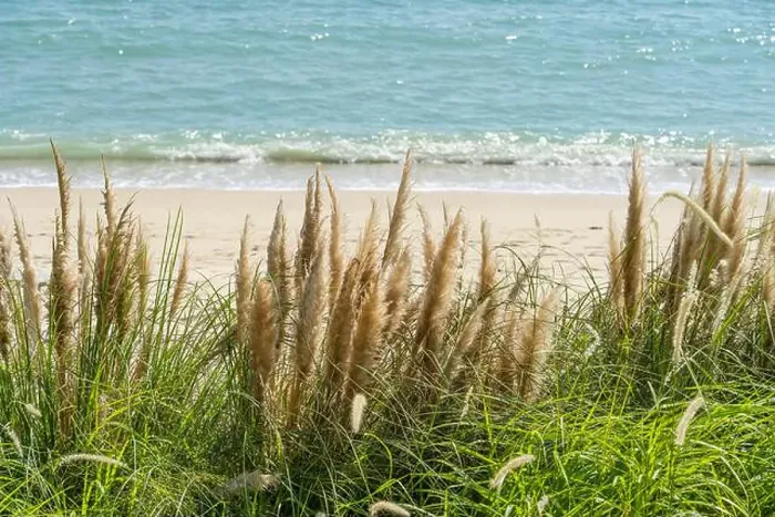 Framed Print : ocean beach scene with fluffy heads of pampas grass in foreground Framed Print : ocean beach scene with fluffy heads of pampas grass in foreground