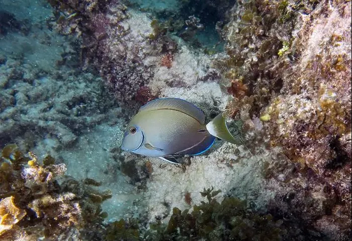 Framed Print : An Ocean Surgeonfish (Acanthurus bahianus) in Punta Cana, Dominican Republic Framed Print : An Ocean Surgeonfish (Acanthurus bahianus) in Punta Cana, Dominican Republic