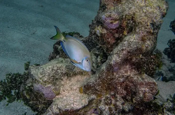 Framed Print : An Ocean Surgeonfish (Acanthurus bahianus) in Punta Cana, Dominican Republic