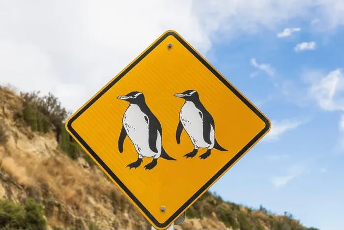 Framed Print : Oceania, New Zealand, South Island, Southland, Otago, Oamaru, Penguin sign Framed Print : Oceania, New Zealand, South Island, Southland, Otago, Oamaru, Penguin sign