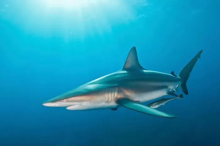 Framed Print : An oceanic blacktip shark with remora in tow, Aliwal Shoal, South Africa Framed Print : An oceanic blacktip shark with remora in tow, Aliwal Shoal, South Africa
