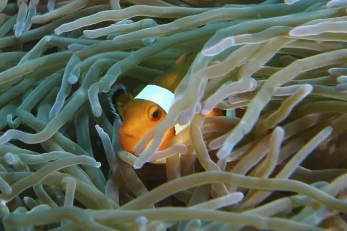 Framed Print : An Ocellaris Clownfish (Amphiprion ocellaris) Framed Print : An Ocellaris Clownfish (Amphiprion ocellaris)