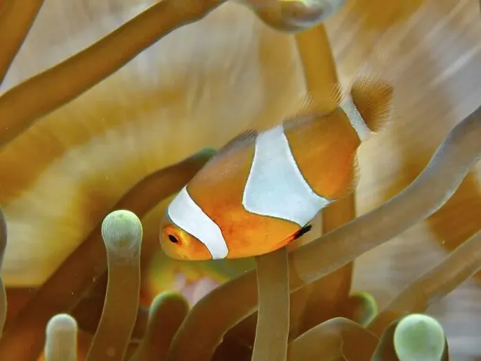 Framed Print : An Ocellaris Clownfish (Amphiprion ocellaris) Framed Print : An Ocellaris Clownfish (Amphiprion ocellaris)