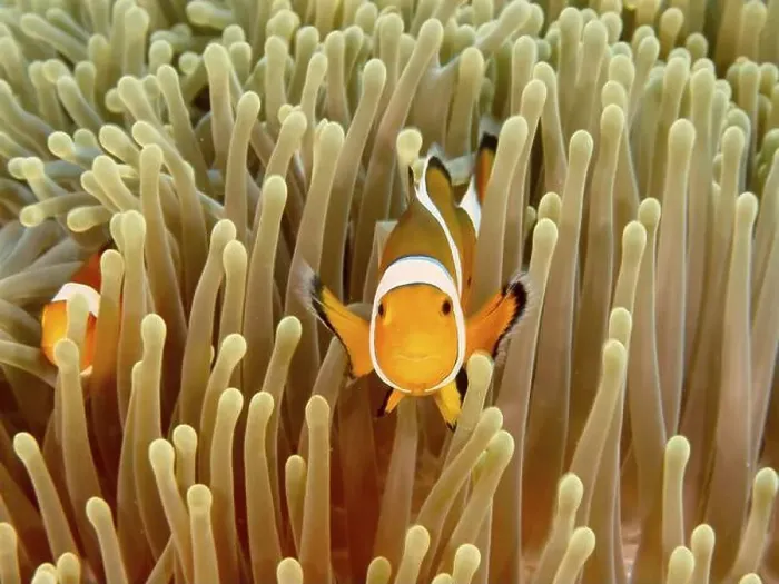 Framed Print : Two Ocellaris Clownfish (Amphiprion ocellaris) Framed Print : Two Ocellaris Clownfish (Amphiprion ocellaris)