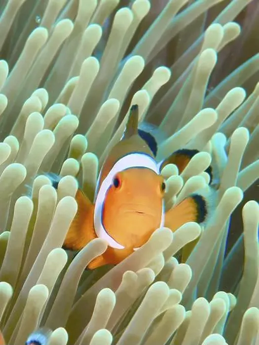 Framed Print : An Ocellaris Clownfish (Amphiprion ocellaris) Framed Print : An Ocellaris Clownfish (Amphiprion ocellaris)