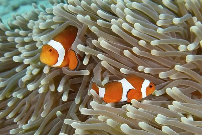 Framed Print : Two Ocellaris Clownfish (Amphiprion ocellaris) Framed Print : Two Ocellaris Clownfish (Amphiprion ocellaris)