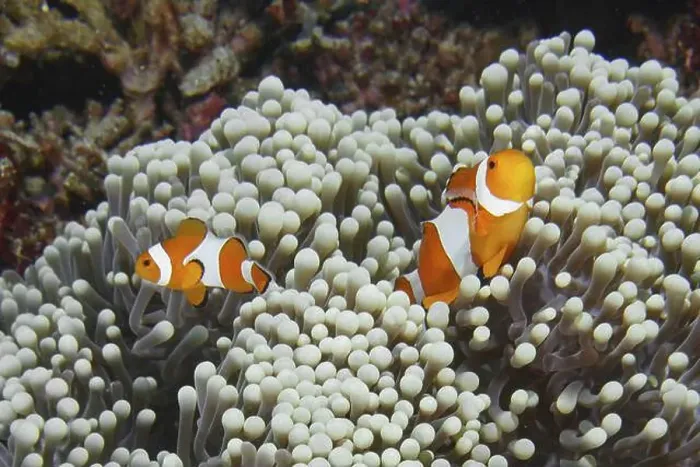 Framed Print : Two Ocellaris Clownfish (Amphiprion ocellaris)