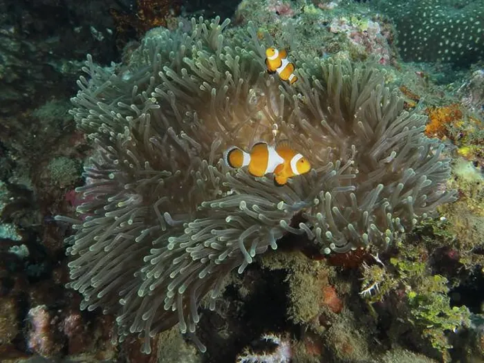 Framed Print : Ocellaris Clownfish (Amphiprion ocellaris) in a sprawling Anthopleura xanthogrammica (Stichodactyla gigantea) Framed Print : Ocellaris Clownfish (Amphiprion ocellaris) in a sprawling Anthopleura xanthogrammica (Stichodactyla gigantea)