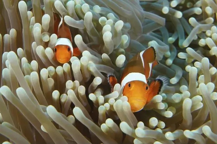 Framed Print : Two Ocellaris Clownfish (Amphiprion ocellaris) hiding in a protective sea anemone Framed Print : Two Ocellaris Clownfish (Amphiprion ocellaris) hiding in a protective sea anemone