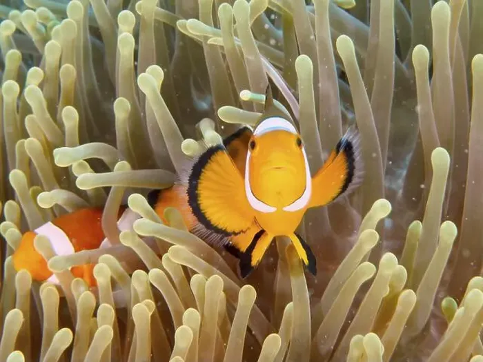 Framed Print : An Ocellaris Clownfish (Amphiprion ocellaris) looks out of a sea anemone Framed Print : An Ocellaris Clownfish (Amphiprion ocellaris) looks out of a sea anemone