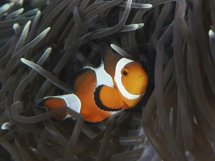 Framed Print : An Ocellaris Clownfish (Amphiprion ocellaris) snuggles into the dark tentacles of a sea anemone in the coral reef Framed Print : An Ocellaris Clownfish (Amphiprion ocellaris) snuggles into the dark tentacles of a sea anemone in the coral reef