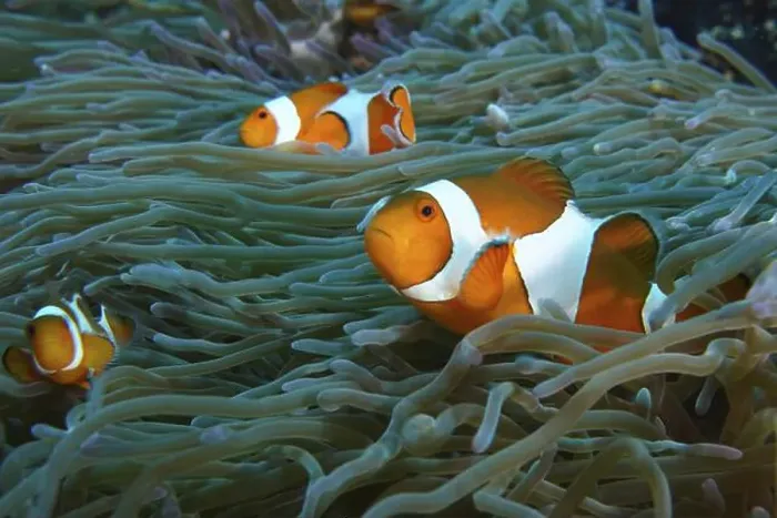 Framed Print : Several Ocellaris Clownfish (Amphiprion ocellaris) swimming between the tentacles of a sea anemone in the sea