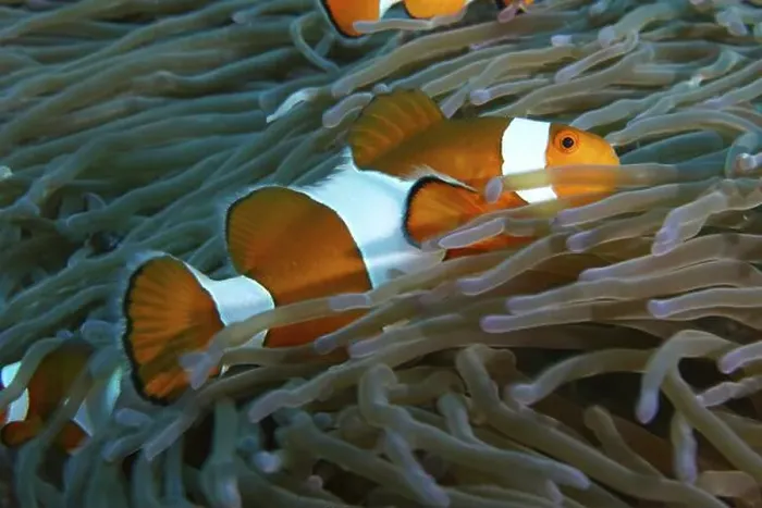 Framed Print : An Ocellaris Clownfish (Amphiprion ocellaris) between the tentacles of a sea anemone Framed Print : An Ocellaris Clownfish (Amphiprion ocellaris) between the tentacles of a sea anemone