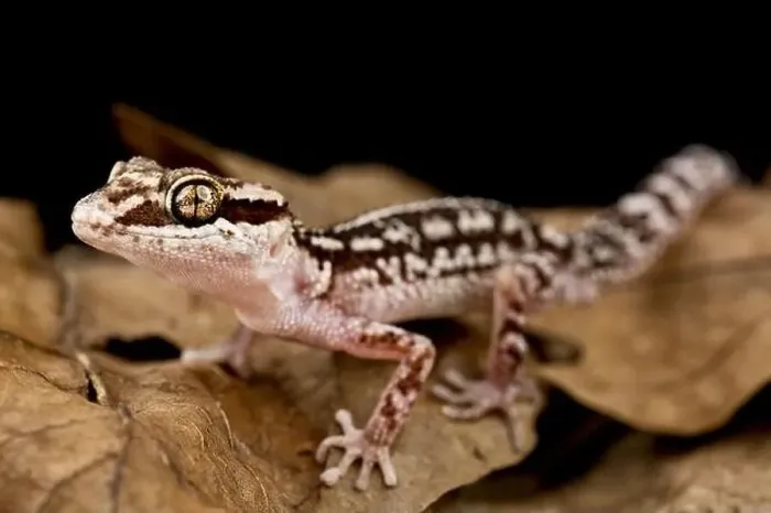 Framed Print : Ocelot Gecko (Paroedura picta) Framed Print : Ocelot Gecko (Paroedura picta)