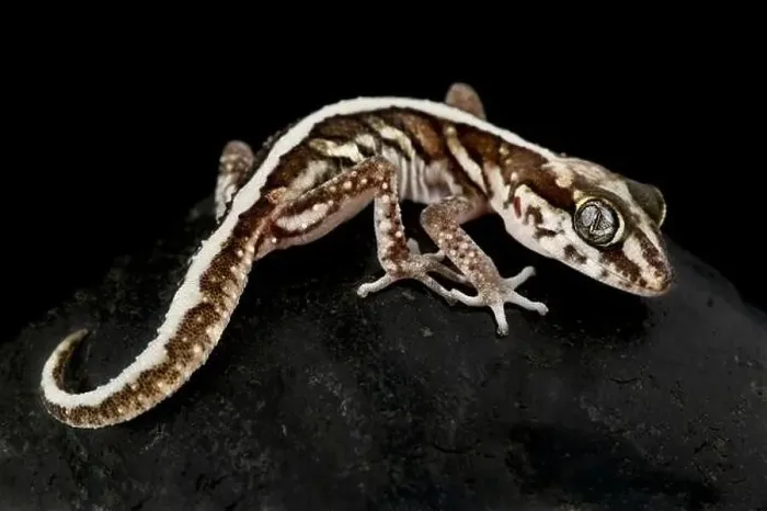Framed Print : Ocelot gecko (Paroedura picta) Framed Print : Ocelot gecko (Paroedura picta)
