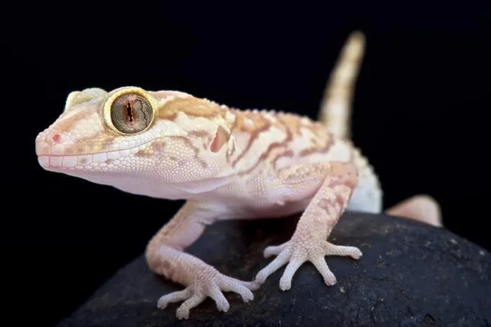 Framed Print : Ocelot gecko (Paroedura pictus) Framed Print : Ocelot gecko (Paroedura pictus)