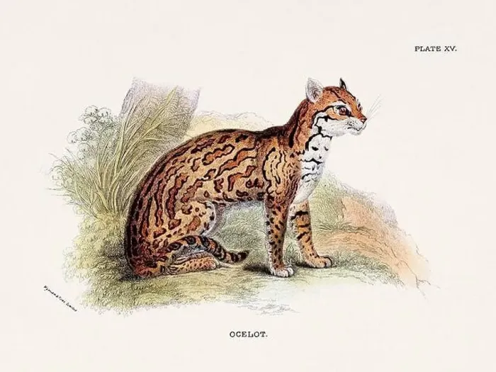 Framed Print : Ocelot. Vintage illustration of a wild cat from a 19th-century natural history book detailing feline species Framed Print : Ocelot. Vintage illustration of a wild cat from a 19th-century natural history book detailing feline species