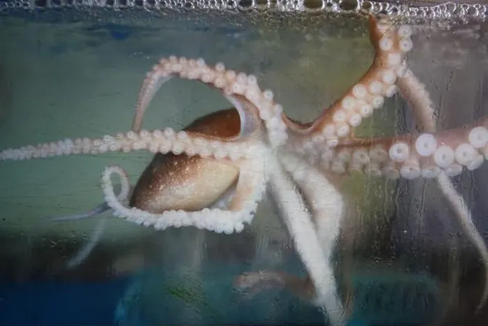 Framed Print : Octopus in an aquarium, close-up of octopus tentacles Framed Print : Octopus in an aquarium, close-up of octopus tentacles