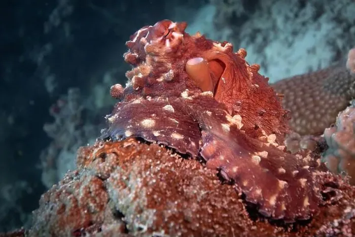 Framed Print : Octopus camouflaging with coral reef on scuba diving site Framed Print : Octopus camouflaging with coral reef on scuba diving site