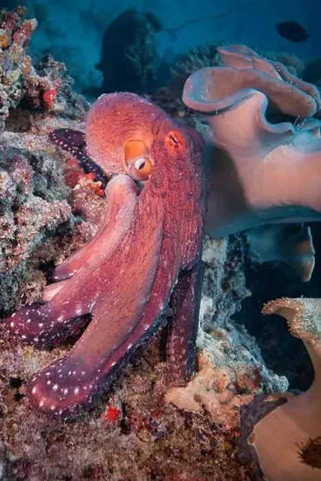 Framed Print : Octopus camouflaging with coral reef on scuba diving site Framed Print : Octopus camouflaging with coral reef on scuba diving site