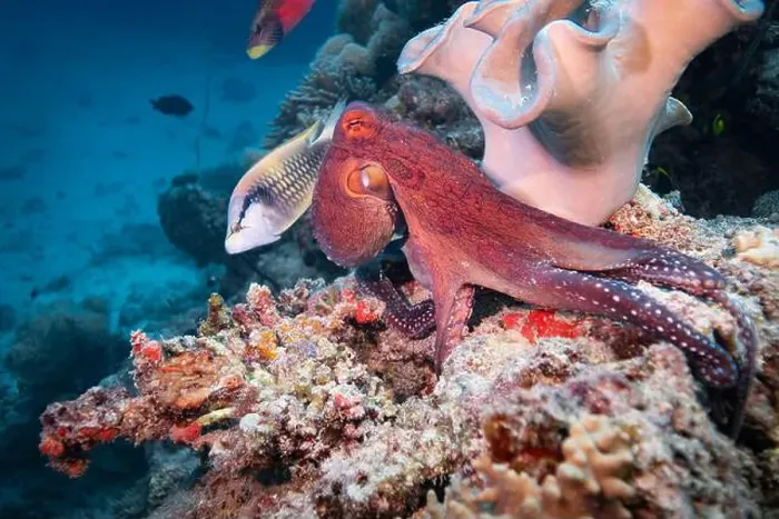 Framed Print : Octopus camouflaging with coral reef on scuba diving site Framed Print : Octopus camouflaging with coral reef on scuba diving site