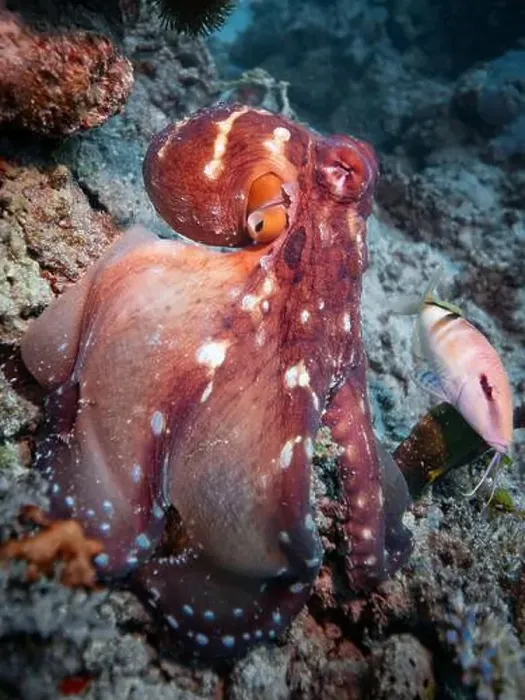 Framed Print : Octopus camouflaging with coral reef on scuba diving site Framed Print : Octopus camouflaging with coral reef on scuba diving site