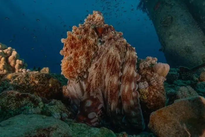 Framed Print : Octopus king of camouflage in the Red Sea, Eilat Israel Framed Print : Octopus king of camouflage in the Red Sea, Eilat Israel