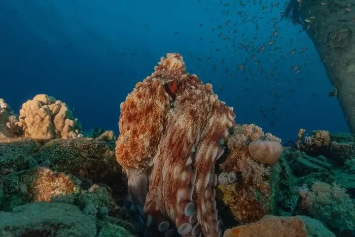 Framed Print : Octopus king of camouflage in the Red Sea, Eilat Israel Framed Print : Octopus king of camouflage in the Red Sea, Eilat Israel