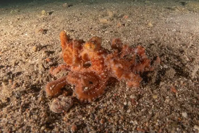 Framed Print : Octopus king of camouflage in the Red Sea, Eilat Israel Framed Print : Octopus king of camouflage in the Red Sea, Eilat Israel