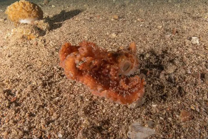 Framed Print : Octopus king of camouflage in the Red Sea, Eilat Israel Framed Print : Octopus king of camouflage in the Red Sea, Eilat Israel