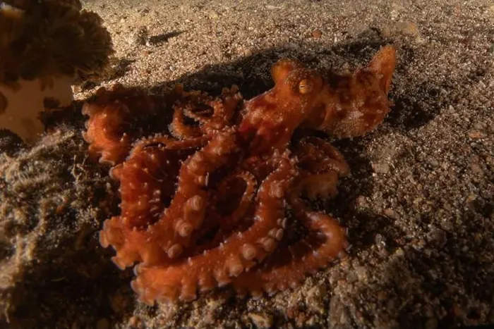 Framed Print : Octopus king of camouflage in the Red Sea, Eilat Israel Framed Print : Octopus king of camouflage in the Red Sea, Eilat Israel