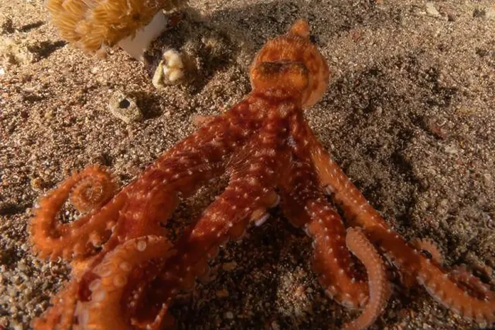 Framed Print : Octopus king of camouflage in the Red Sea, Eilat Israel Framed Print : Octopus king of camouflage in the Red Sea, Eilat Israel