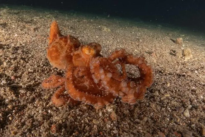Framed Print : Octopus king of camouflage in the Red Sea, Eilat Israel Framed Print : Octopus king of camouflage in the Red Sea, Eilat Israel