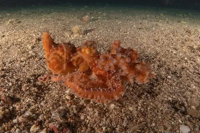 Framed Print : Octopus king of camouflage in the Red Sea, Eilat Israel Framed Print : Octopus king of camouflage in the Red Sea, Eilat Israel