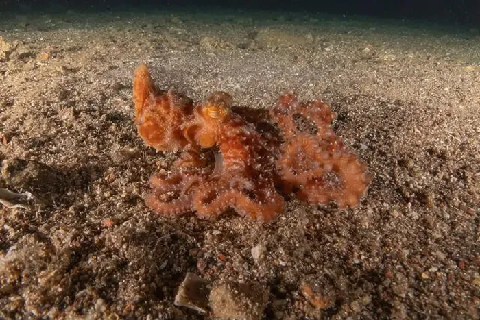 Framed Print : Octopus king of camouflage in the Red Sea, Eilat Israel Framed Print : Octopus king of camouflage in the Red Sea, Eilat Israel