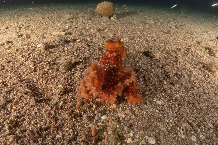 Framed Print : Octopus king of camouflage in the Red Sea, Eilat Israel Framed Print : Octopus king of camouflage in the Red Sea, Eilat Israel