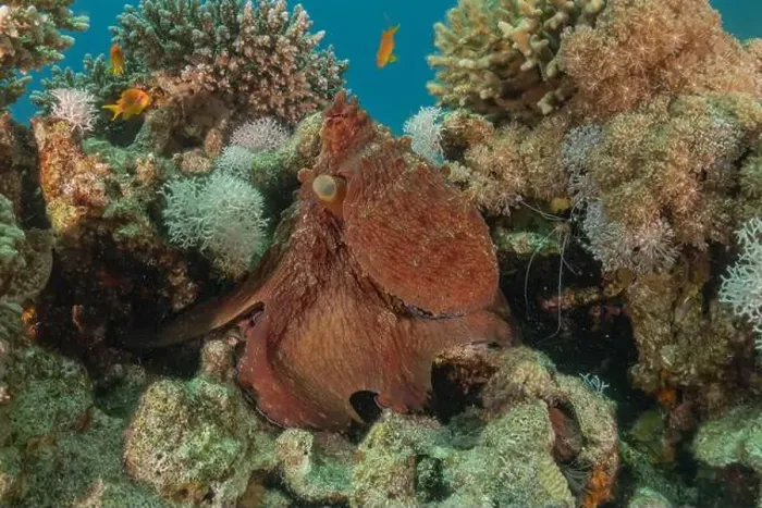 Framed Print : Octopus king of camouflage in the Red Sea, Eilat Israel Framed Print : Octopus king of camouflage in the Red Sea, Eilat Israel