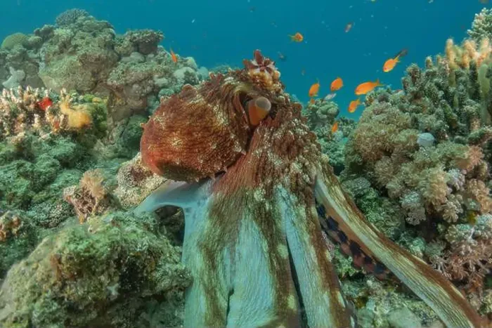 Framed Print : Octopus king of camouflage in the Red Sea, Eilat Israel Framed Print : Octopus king of camouflage in the Red Sea, Eilat Israel