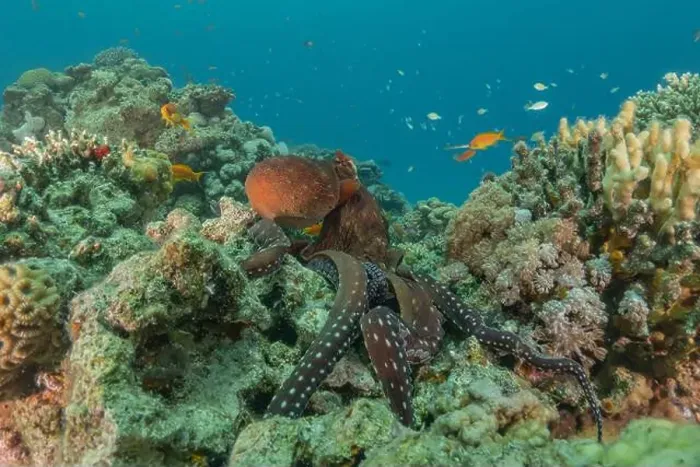 Framed Print : Octopus king of camouflage in the Red Sea, Eilat Israel Framed Print : Octopus king of camouflage in the Red Sea, Eilat Israel