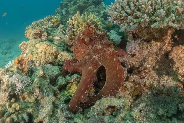 Framed Print : Octopus king of camouflage in the Red Sea, Eilat Israel