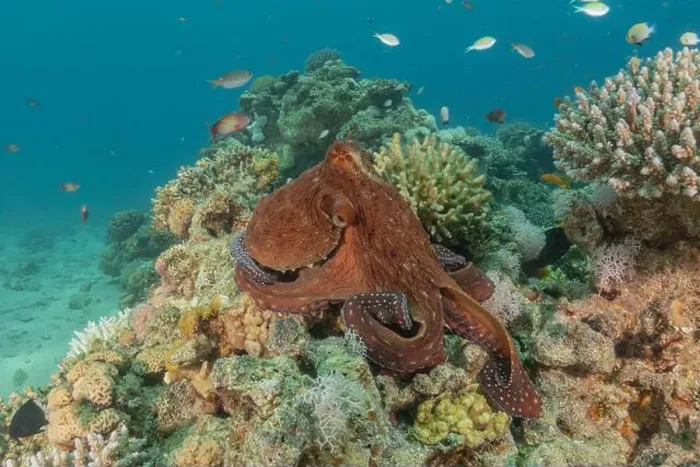 Framed Print : Octopus king of camouflage in the Red Sea, Eilat Israel Framed Print : Octopus king of camouflage in the Red Sea, Eilat Israel